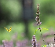 [포토친구] 나비들의 만찬