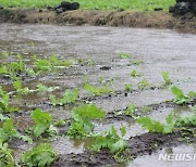 태풍 '찬투' 폭우, 빗물에 잠긴 월동무