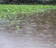 태풍 '찬투' 폭우, 물바다된 농경지