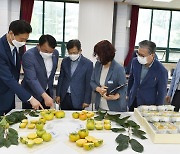 경남농기원, 육성 단감 신품종 첫선