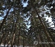 [충북소식] 음성군 감곡지구 '산림경영단지 공모사업' 선정
