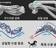 문어처럼 흐물거리다 단단하게 변한다