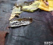 [포토친구] 갈잎으로 물든 가을