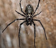 '거미가 우글우글'..필리핀 세관, 폴란드발 소포서 800마리 발견