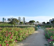 [포토친구] 백일홍 곱게 핀 생태공원