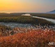 한해 수백만 명 찾는 순천만, 30년 갯벌 보존 노력의 '결실'