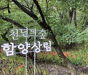 "여기 가보세요"..함양산삼항노화엑스포 힐링 코스네