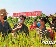 '당 결정 관철' 수확 앞둔 평양 미림남새전문협동농장