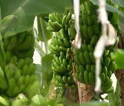 지구온난화..'바나나' 같은 아열대 작물 재배 면적 늘어