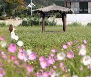 [Photo News] Blooming buckwheat flowers in Bongpyeong
