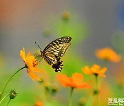 [포토친구] 활짝 개화한 황하코스모스와 나비들