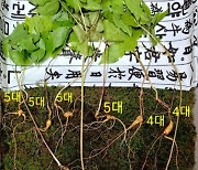 "심봤다" 또 발견된 '100년' 천종산삼, 감정가 1억2000만