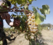 GEORGIA AGRICULTURE GRAPE HARVEST