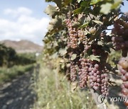 GEORGIA AGRICULTURE GRAPE HARVEST