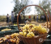 GEORGIA AGRICULTURE GRAPE HARVEST