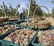 GEORGIA AGRICULTURE GRAPE HARVEST