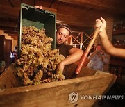 GEORGIA AGRICULTURE GRAPE HARVEST