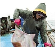 국가중요어업유산 흑산홍어잡이 본격화..가격도 좋아