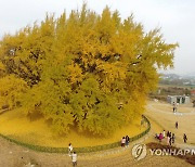 원주 반계리 은행나무 일대 관광 명소 조성 본격화