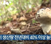 송이 생산량 전년대비 40% 이상 늘듯