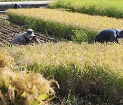 Farmers struggle with dearth of foreign workers during harvest