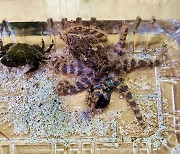 제주 해변서 '청산가리 10배 독성' 파란고리문어 발견