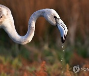 GREECE ANIMALS FLAMINGO