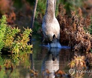 GREECE ANIMALS FLAMINGO