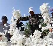 EGYPT AGRICULTURE COTTON HARVEST