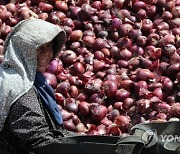 EGYPT AGRICULTURE ONION HARVEST