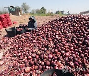 EGYPT AGRICULTURE ONION HARVEST