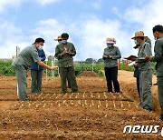 알곡 재배 면적 늘리기 나선 북한 사리원시