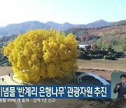 원주시, 천연기념물 '반계리 은행나무' 관광자원 추진