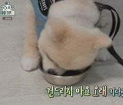 '호적메이트' 김정은, 인형 같은 강아지..'핸드메이드 간식'선물