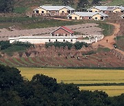 황금색으로 물들어가는 북한 들녘, 가을걷이 분주