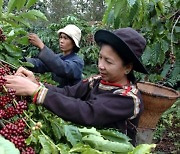 베트남, 올해 커피생산 감소 불구 한국 수출 확대 [KVINA]