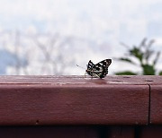 [포토 카페] 날개 잃은 나비