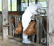 경기도, 내달 소·염소 51만 마리 구제역 백신 접종