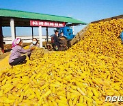 북한 노동신문이 보도한 '수확철' 맞은 농촌의 모습