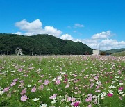 하동 북천 코스모스·메밀꽃 꽃단지 24일부터 11일간 개방
