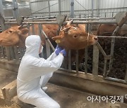 '구제역 특별방역'.. 경기도, 내달 1일부터 '구제역 백신 일제 접종'