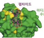 국내 연구진, 탈모 억제 물질 개발