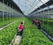 부산시농업기술센터, 들깻잎 수경재배 기술보급.. 고품질생산·수출활성화 기대