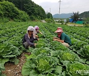 전북도, 대파·가을무·가을배추 최저가격 보장제 접수