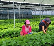 부산농업기술센터 들깻잎 수경재배 시범사업 추진
