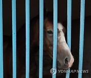 TUNISIA ANIMALS PURE BRED ARABIAN HORSES