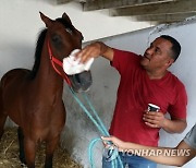 TUNISIA ANIMALS PURE BRED ARABIAN HORSES