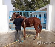 TUNISIA ANIMALS PURE BRED ARABIAN HORSES