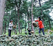 북한 평안북도의 산열매 수확 모습