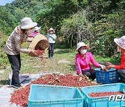 "지방의 원료원천 확보하자"..산열매 수확 나선 북한